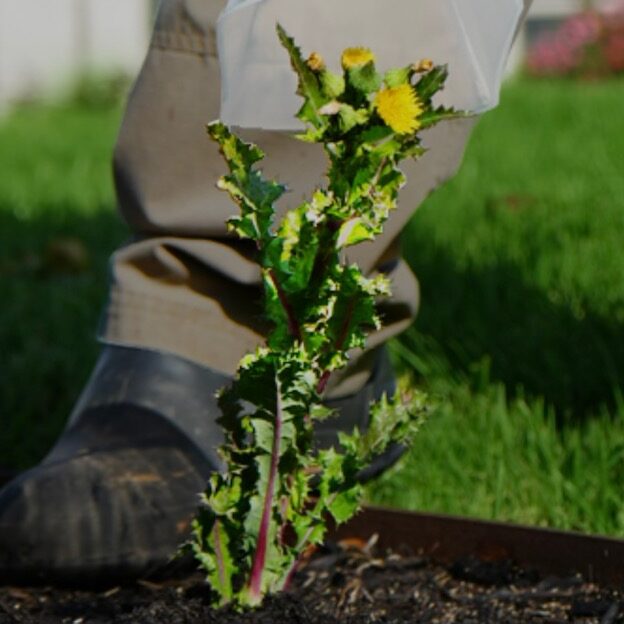 weeding services in park city